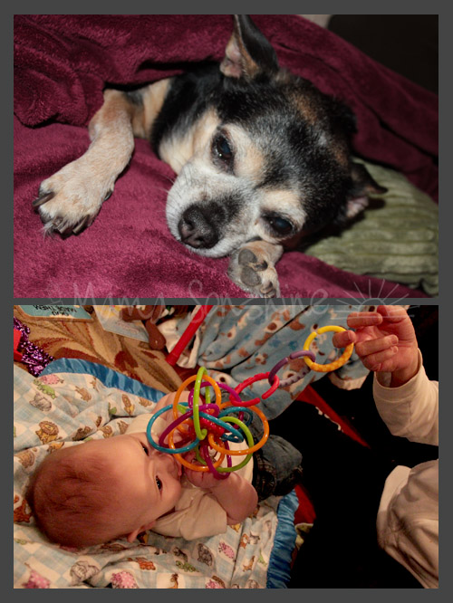 Top: Beans taking a breakBottom: Baby Sid and his favorite toy