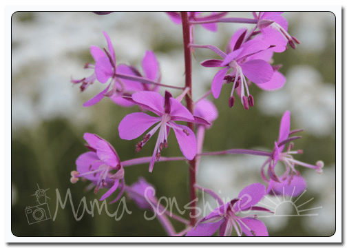 PC_GoldenHour2_15July2013