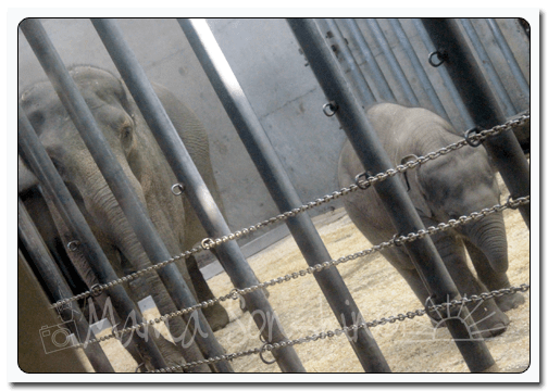 Mama and Baby Lilly in March 2013