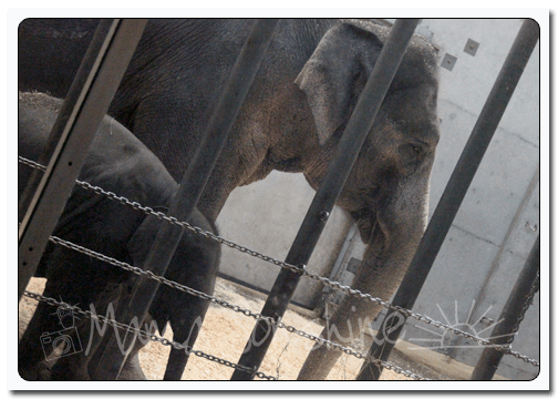 Mama and Baby Lilly July 2013