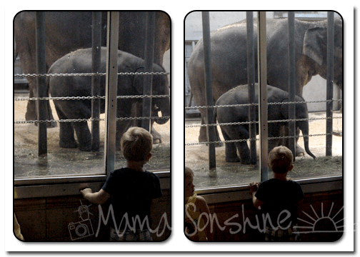 Ian and the Elephants