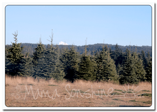 12DaysofXmas2013_tree02